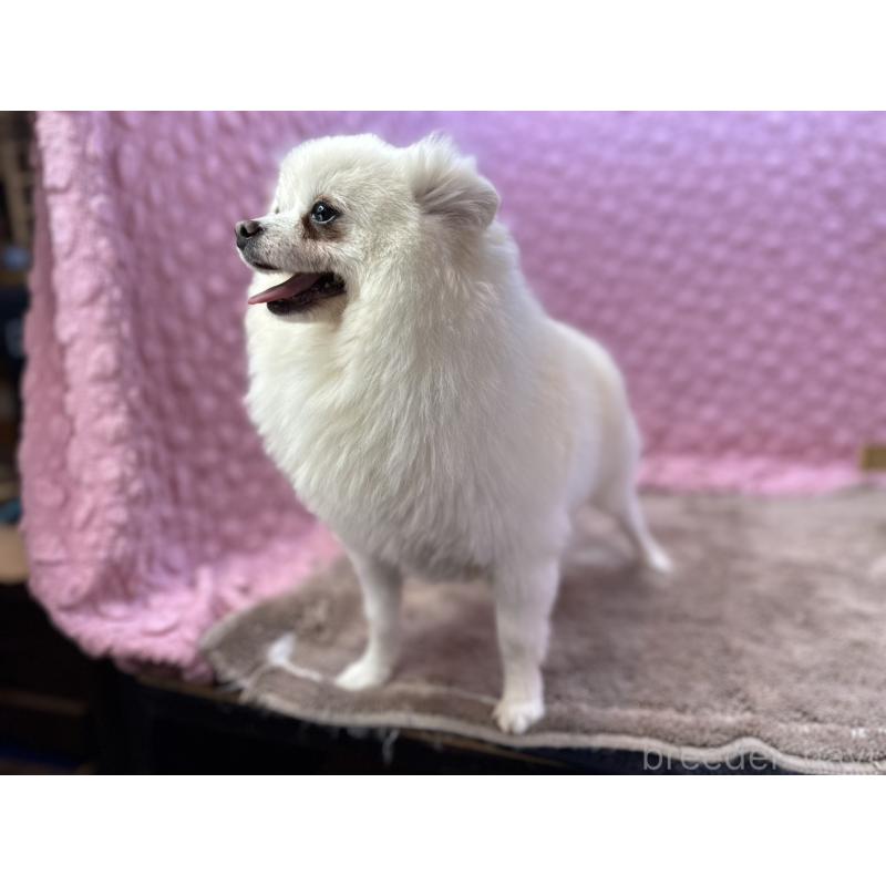 販売中の茨城県のポメラニアン-444837の7枚目