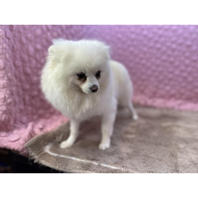 販売中の茨城県のポメラニアン-444837の6枚目