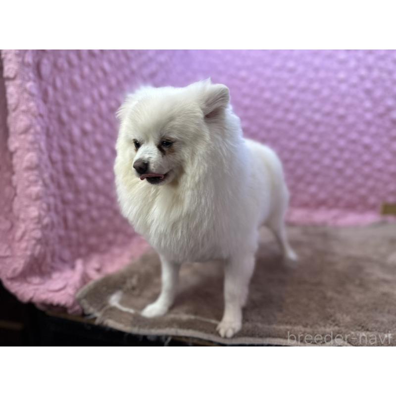 販売中の茨城県のポメラニアン-444837の5枚目