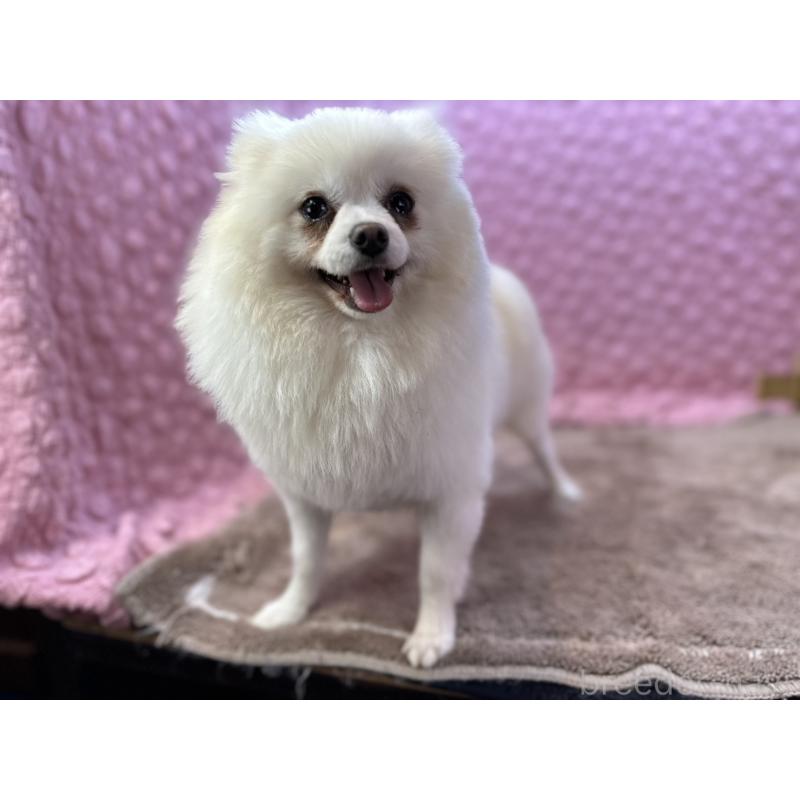 販売中の茨城県のポメラニアン-444837の3枚目