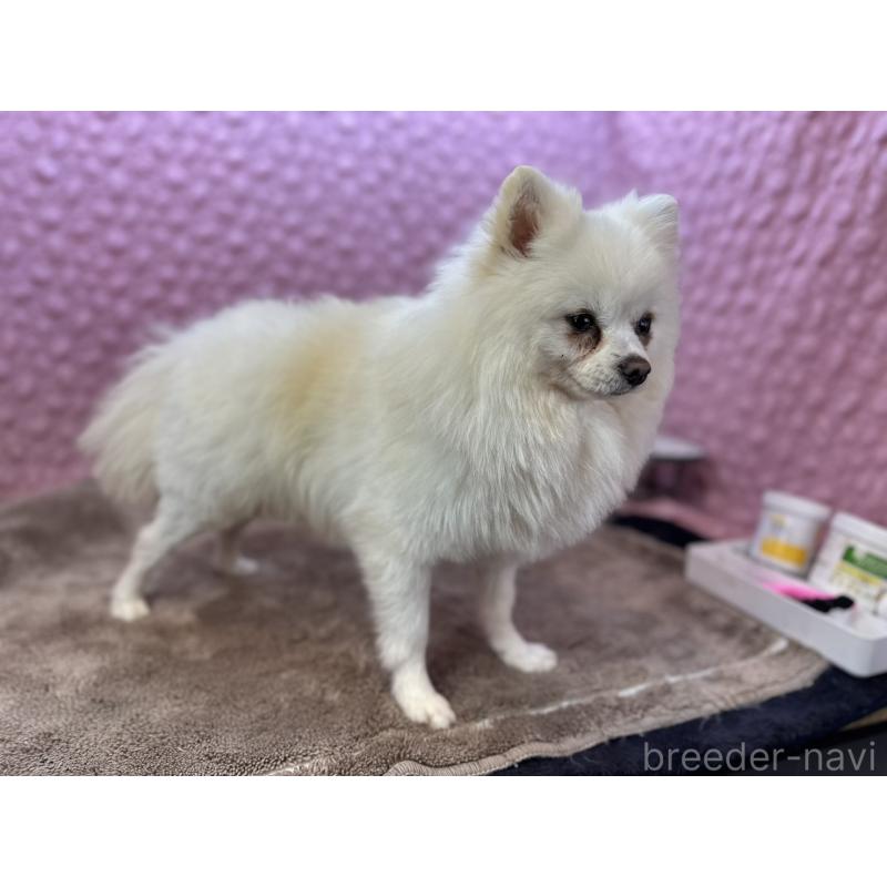 販売中の茨城県のポメラニアン-444837の2枚目