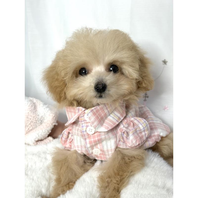 販売中の大阪府のティーカッププードル-435587の2枚目