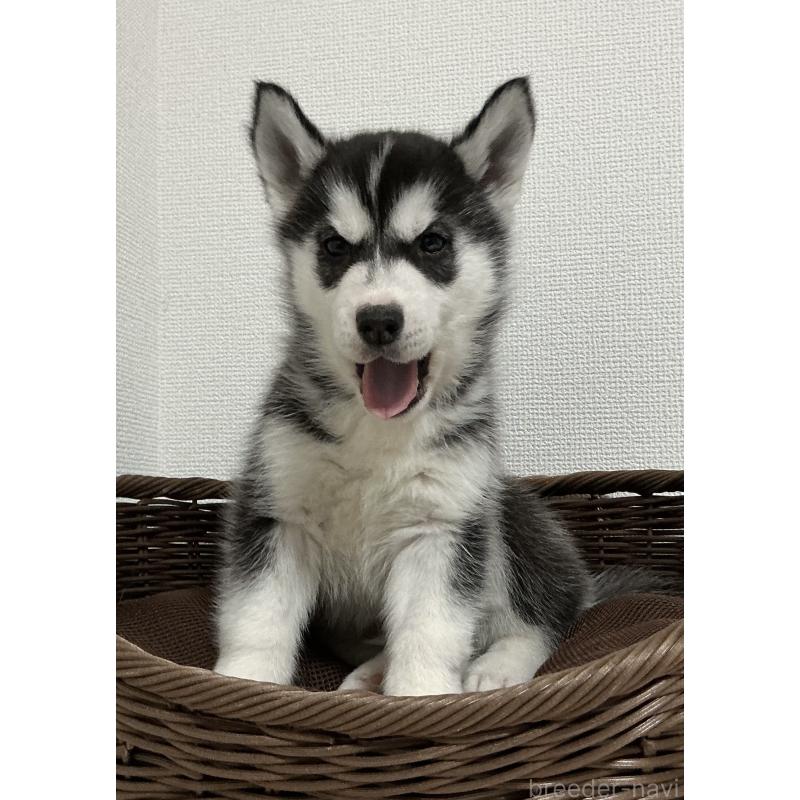 成約済の神奈川県のシベリアンハスキー-439326の3枚目