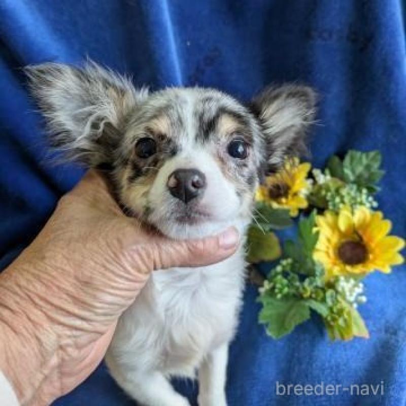 販売中の鹿児島県のチワワ(ロングコート)-444839の2枚目