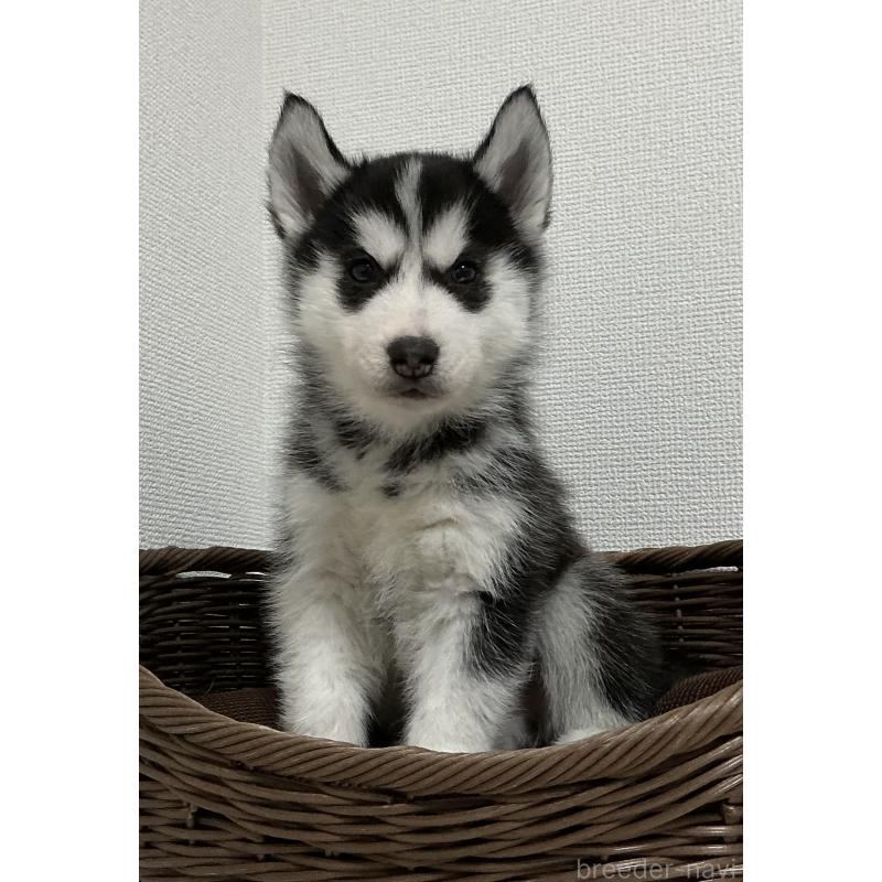 成約済の神奈川県のシベリアンハスキー-439334の4枚目