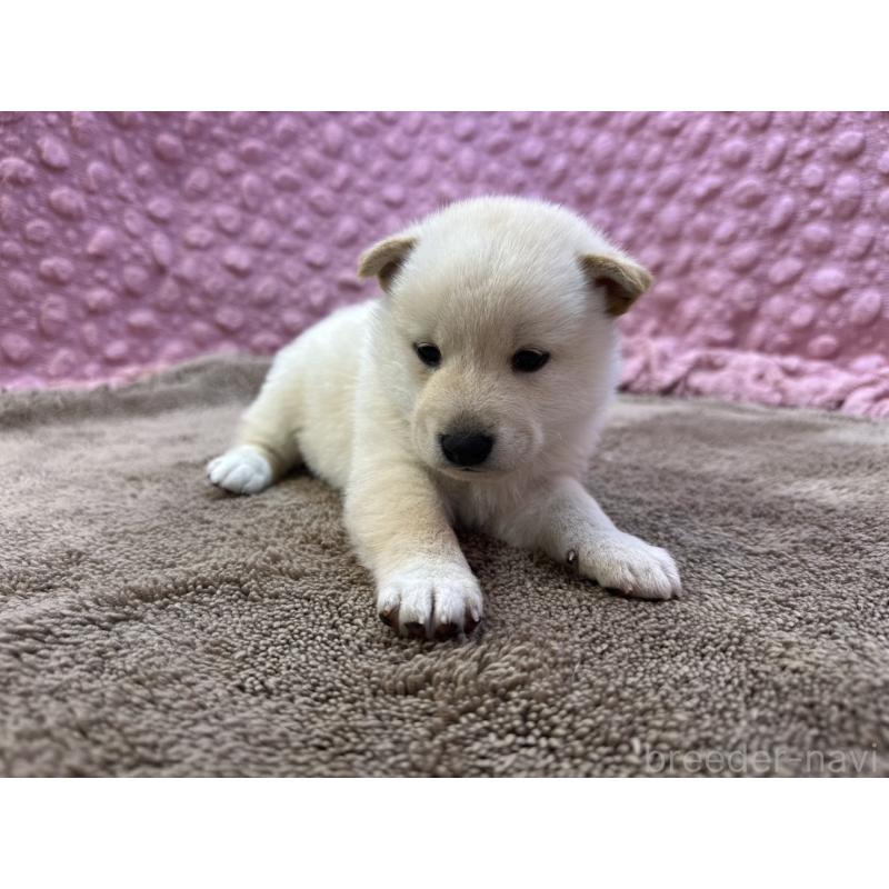 販売中の茨城県の柴犬-444840の11枚目