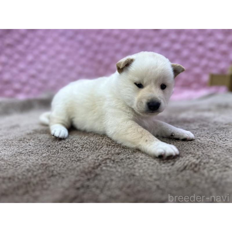 販売中の茨城県の柴犬-444840の1枚目