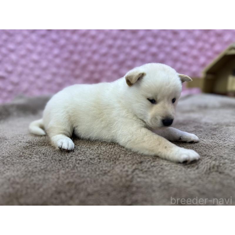 販売中の茨城県の柴犬-444840の9枚目