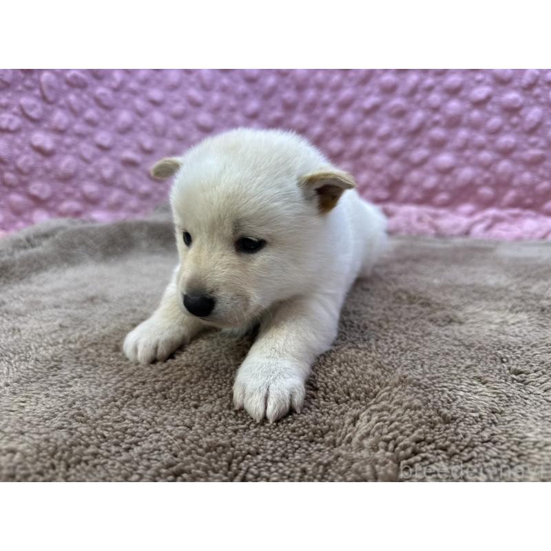 販売中の茨城県の柴犬-444840の8枚目