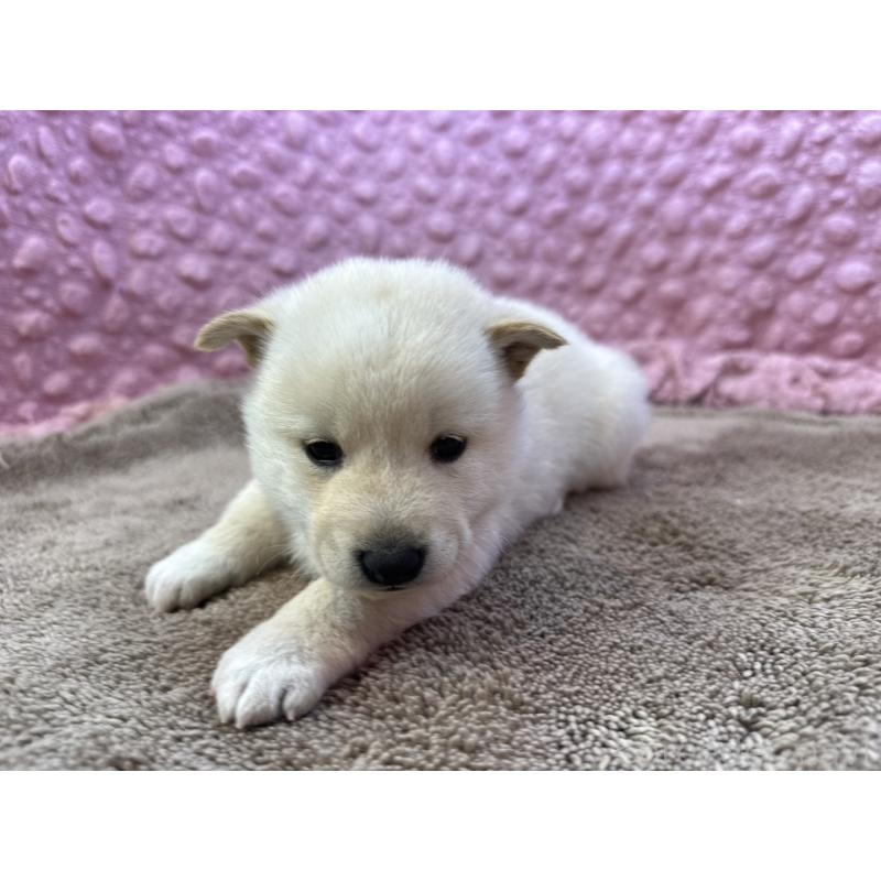 販売中の茨城県の柴犬-444840の7枚目