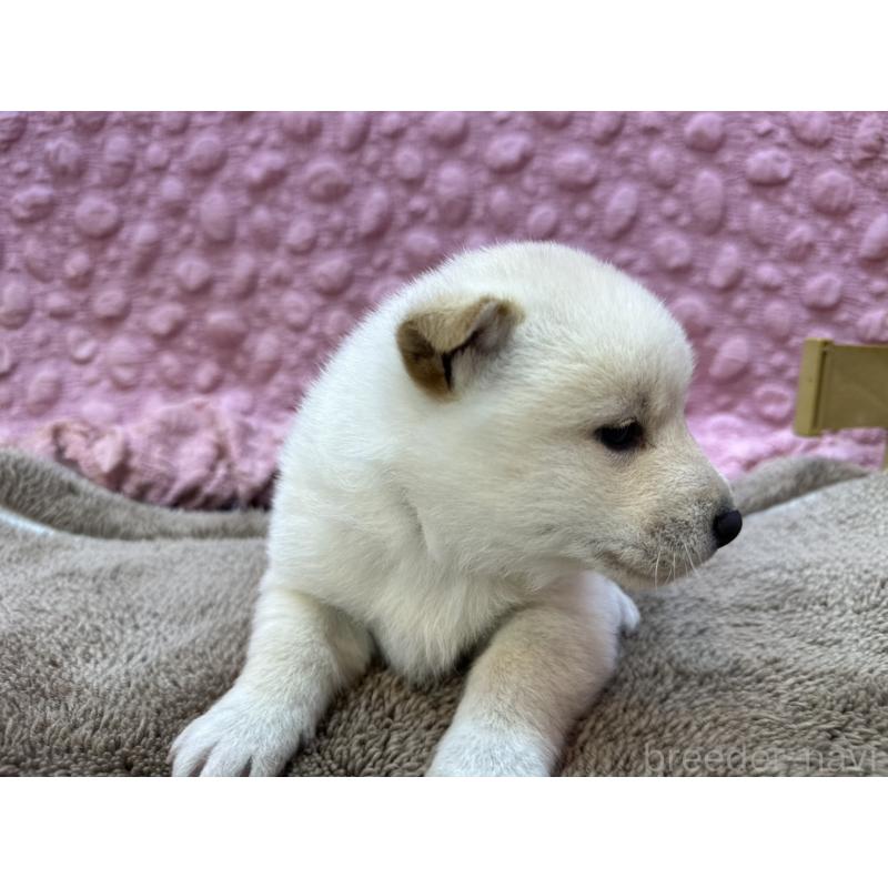 販売中の茨城県の柴犬-444840の6枚目