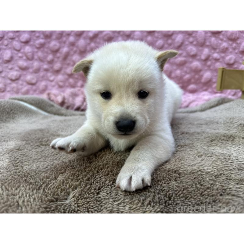 販売中の茨城県の柴犬-444840の5枚目