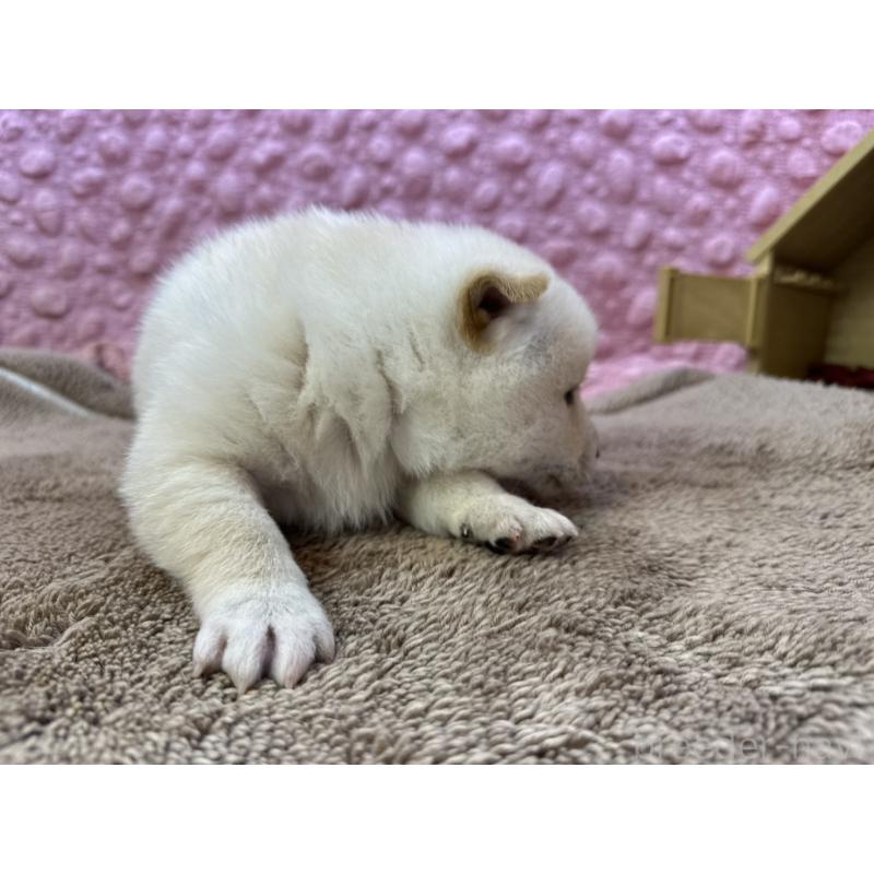 販売中の茨城県の柴犬-444840の4枚目