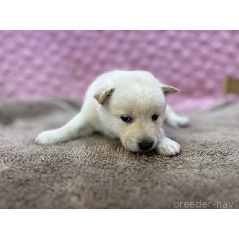 販売中の茨城県の柴犬-444840の3枚目