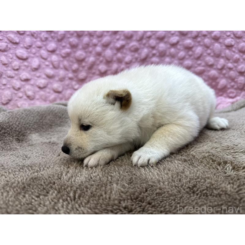 販売中の茨城県の柴犬-444840の2枚目