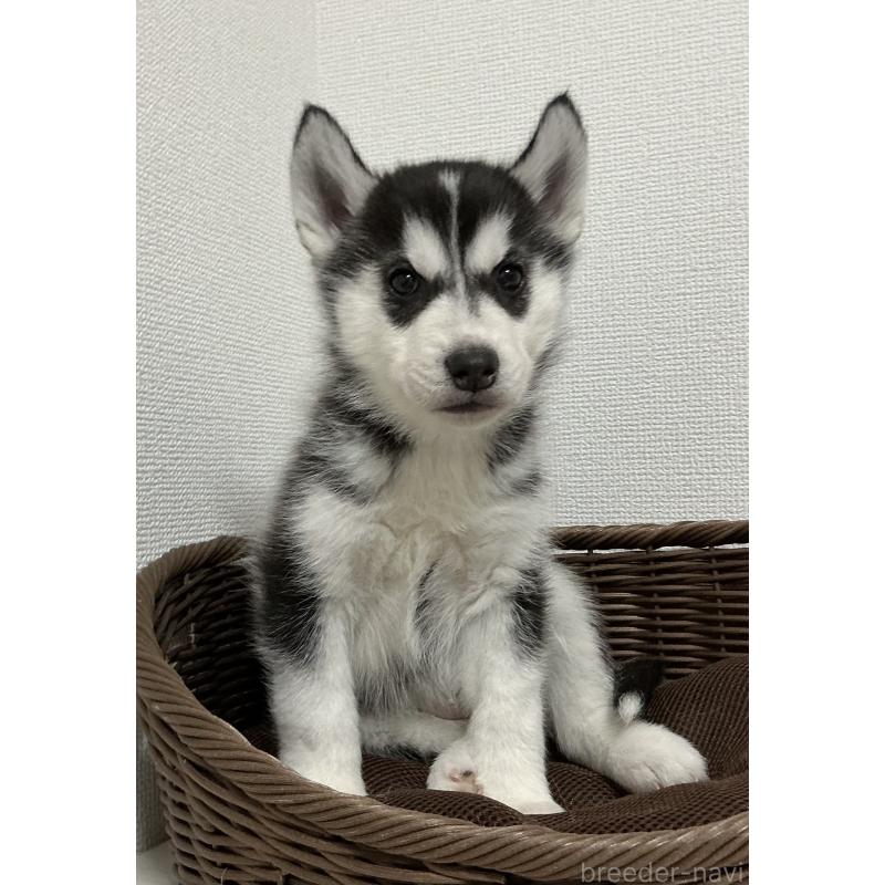 成約済の神奈川県のシベリアンハスキー-439337の4枚目