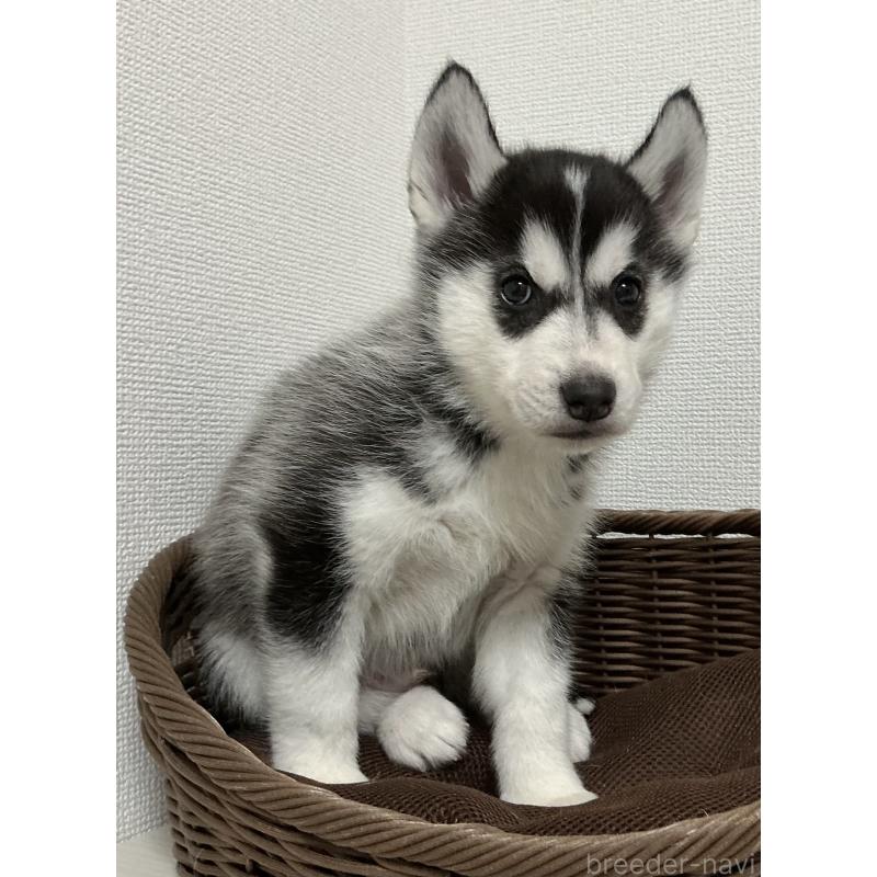 成約済の神奈川県のシベリアンハスキー-439337の3枚目