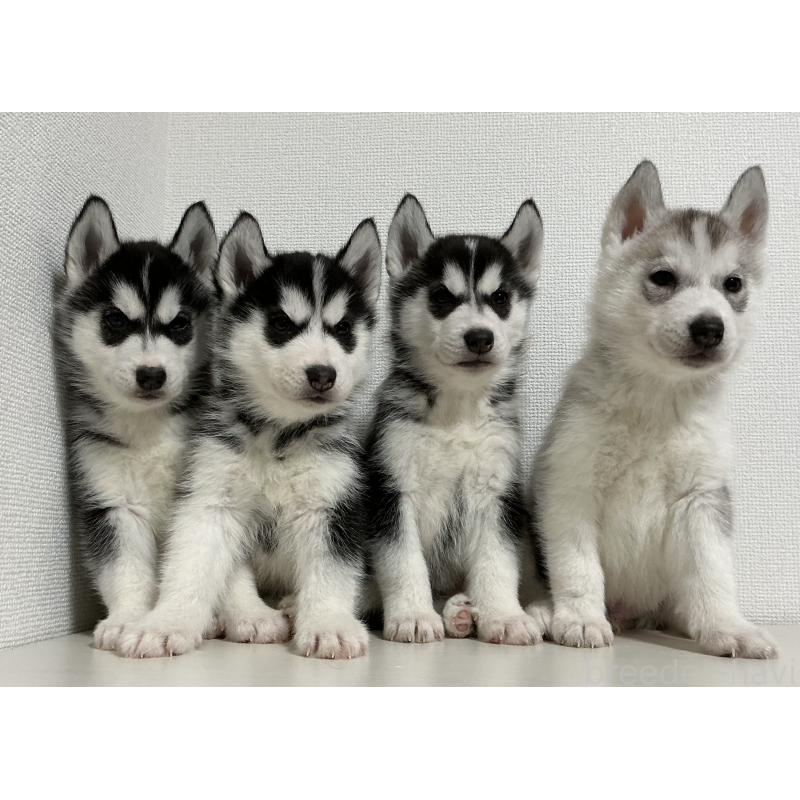 成約済の神奈川県のシベリアンハスキー-439337の2枚目