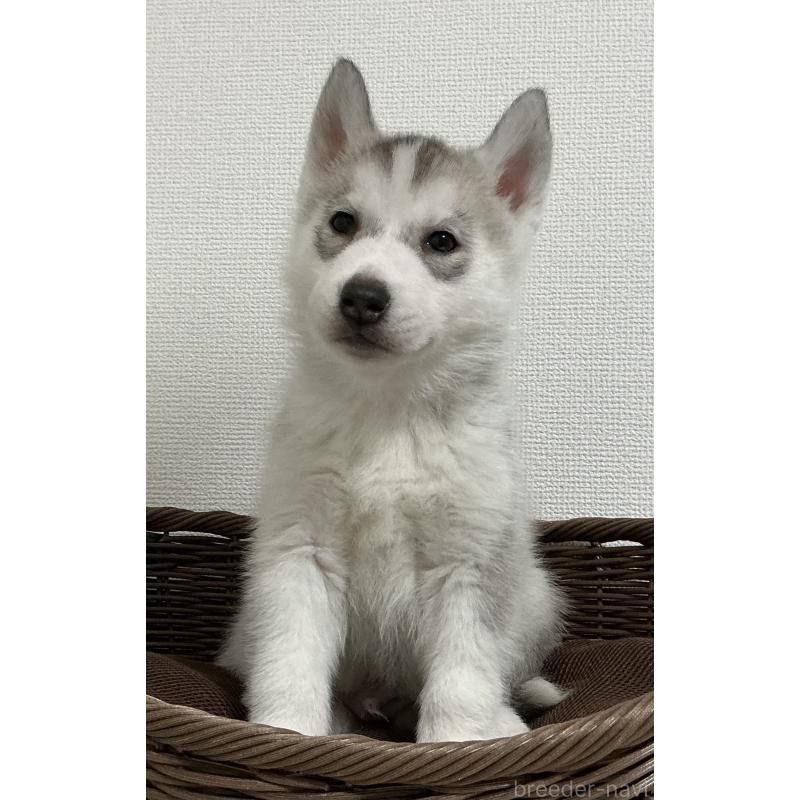 販売中の神奈川県のシベリアンハスキー-439339の18枚目