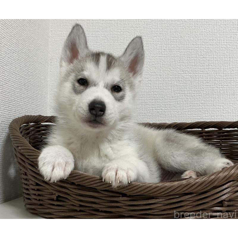 販売中の神奈川県のシベリアンハスキー-439339の17枚目