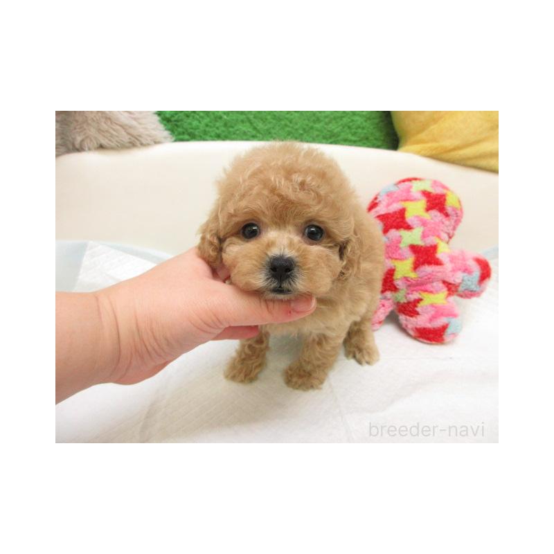 販売中の大阪府のトイプードル-444841の2枚目