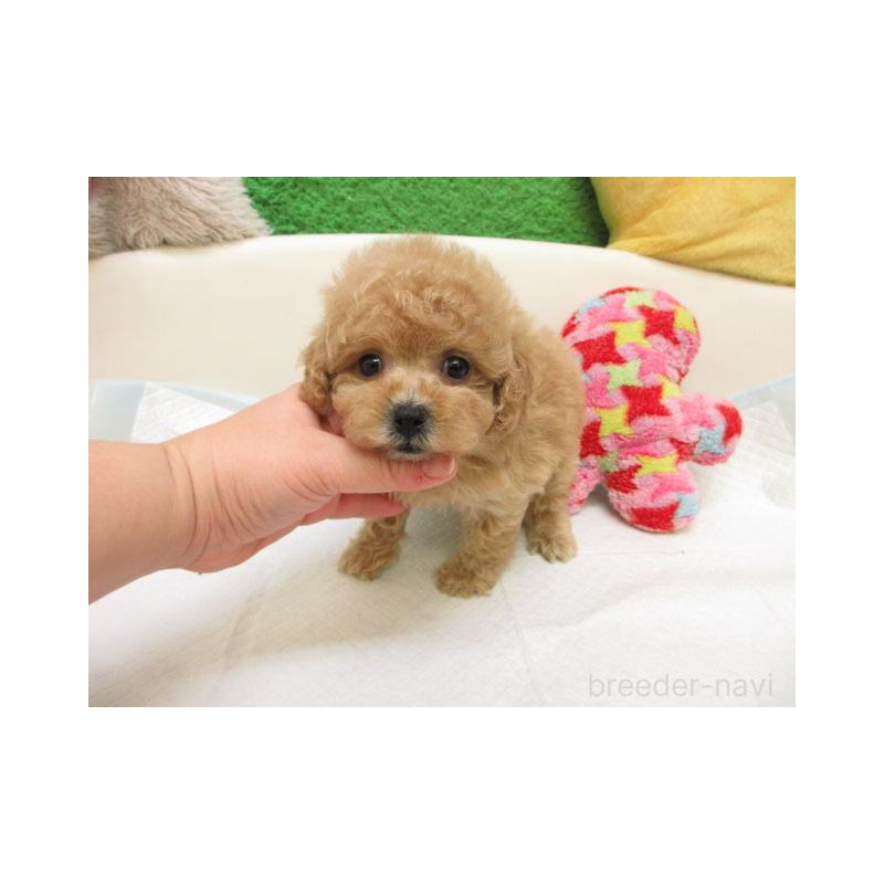 販売中の大阪府のトイプードル-444841