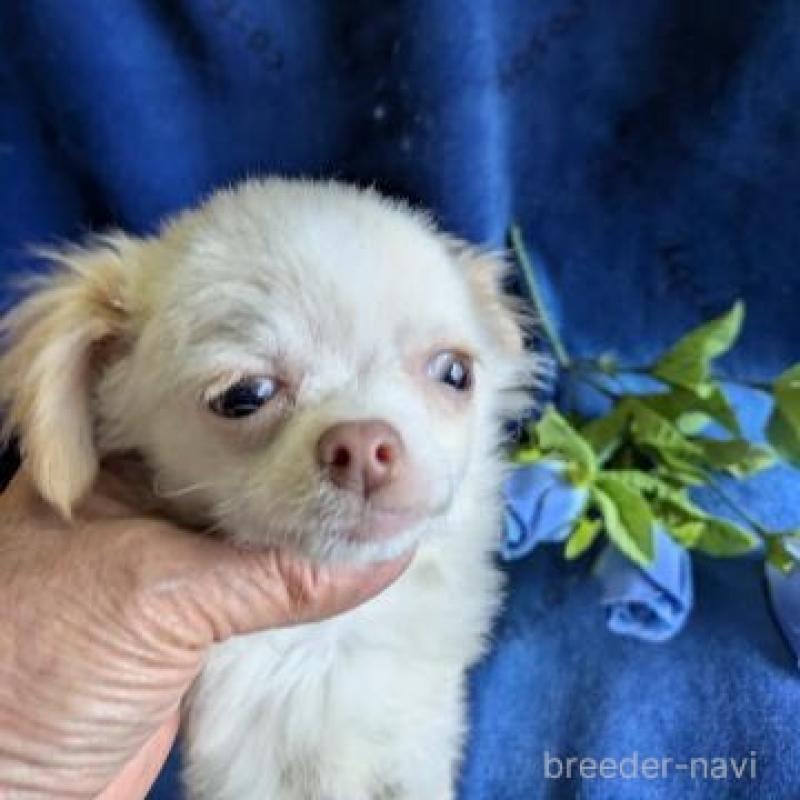 販売中の鹿児島県のチワワ(ロングコート)-444842