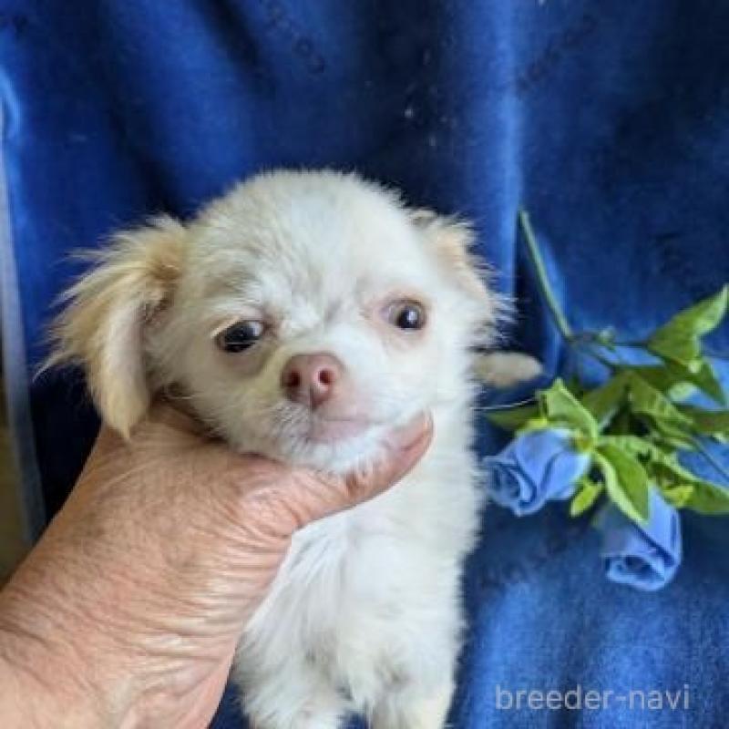 販売中の鹿児島県のチワワ(ロングコート)-444842の3枚目