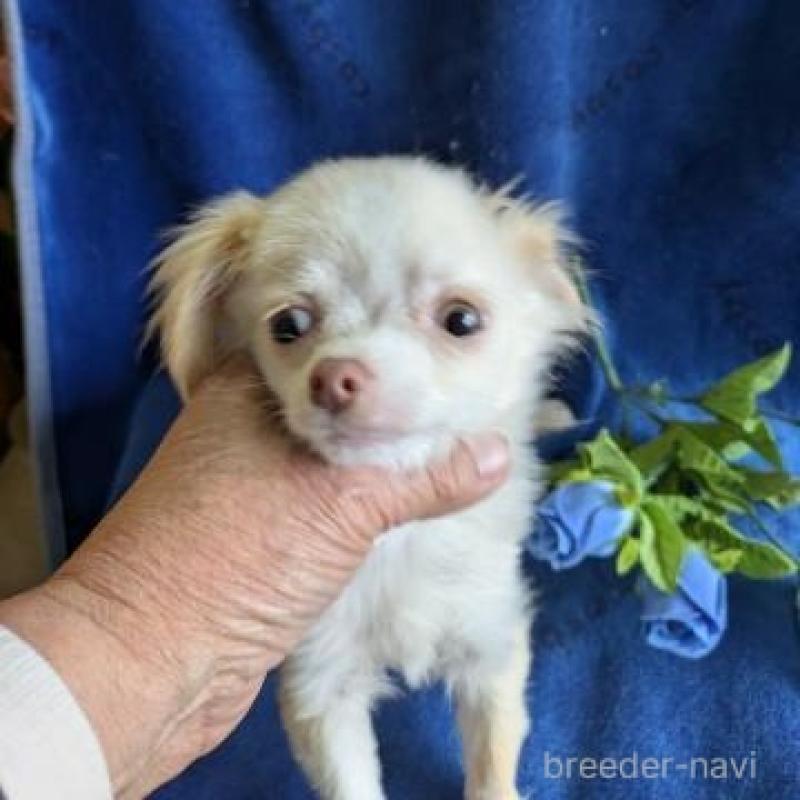 販売中の鹿児島県のチワワ(ロングコート)-444842の2枚目