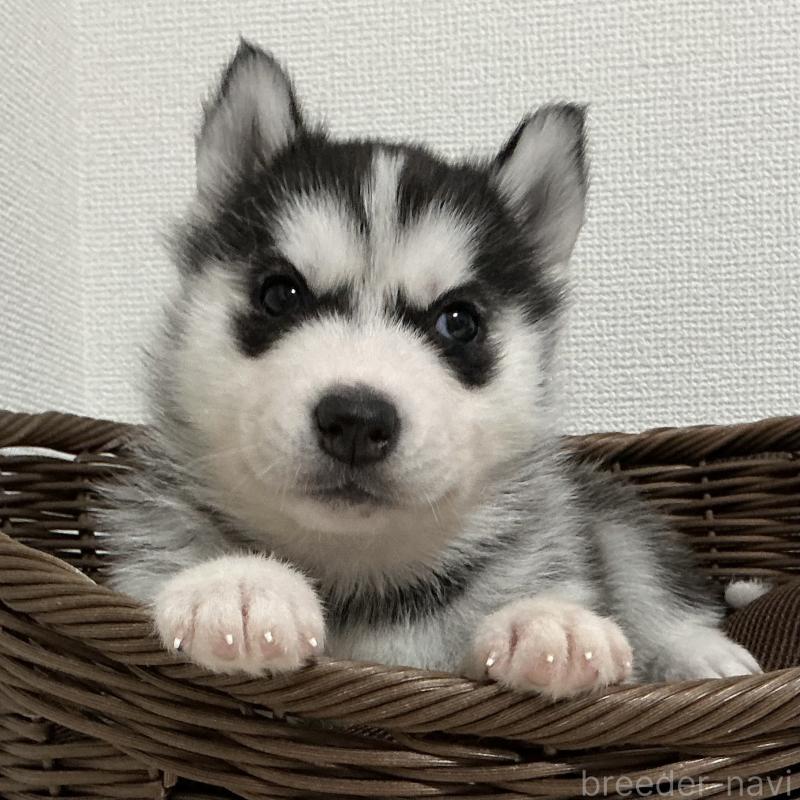 販売中の神奈川県のシベリアンハスキー-441316