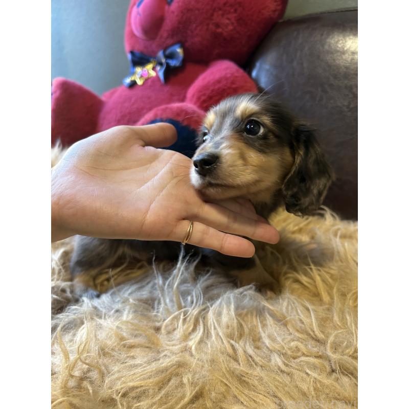 販売中の鹿児島県のミニチュアダックスフンド(ロングヘアード)-444847の8枚目