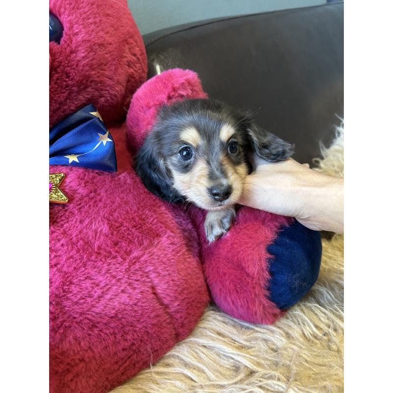 販売中の鹿児島県のミニチュアダックスフンド(ロングヘアード)-444847の5枚目