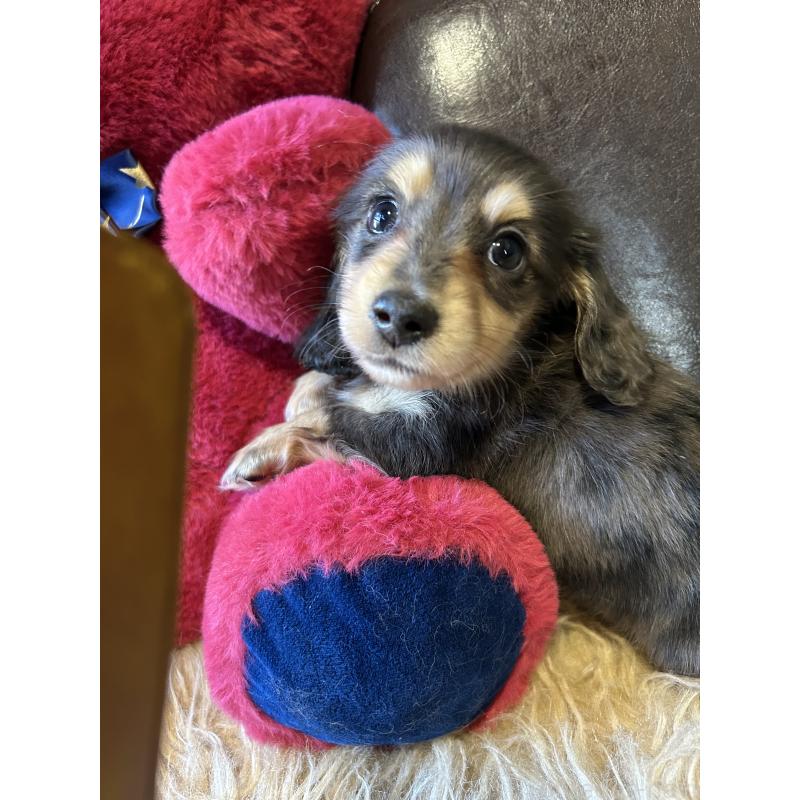 販売中の鹿児島県のミニチュアダックスフンド(ロングヘアード)-444847の4枚目