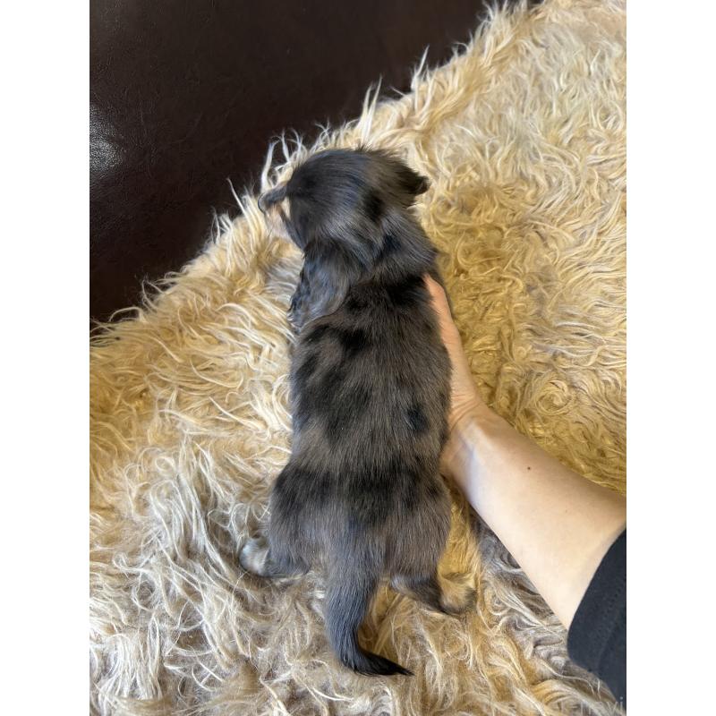 販売中の鹿児島県のミニチュアダックスフンド(ロングヘアード)-444847の3枚目