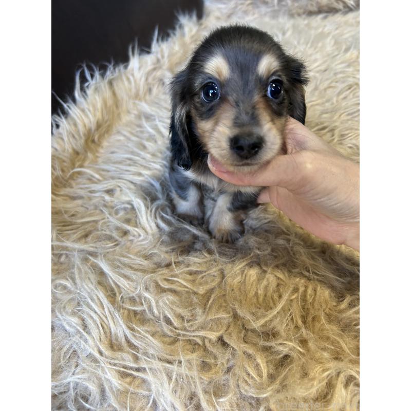 販売中の鹿児島県のミニチュアダックスフンド(ロングヘアード)-444847の2枚目