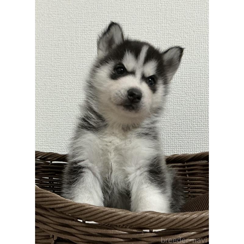 販売中の神奈川県のシベリアンハスキー-441318の8枚目