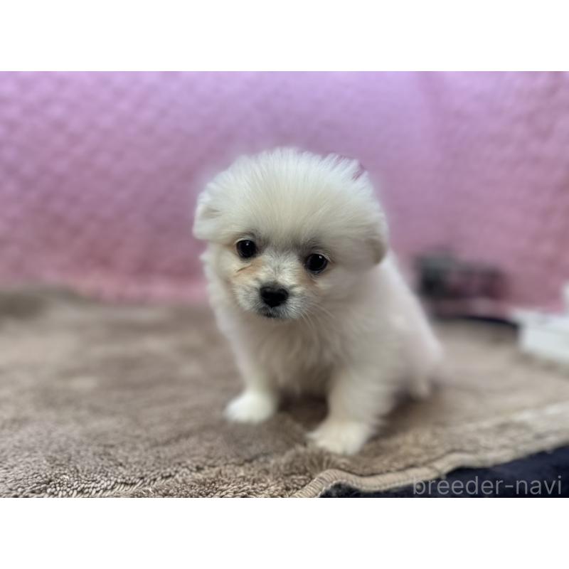 販売中の茨城県のポメラニアン-444843の9枚目