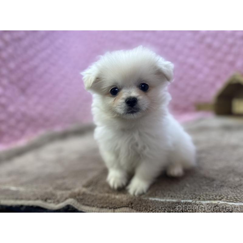 販売中の茨城県のポメラニアン-444843の7枚目