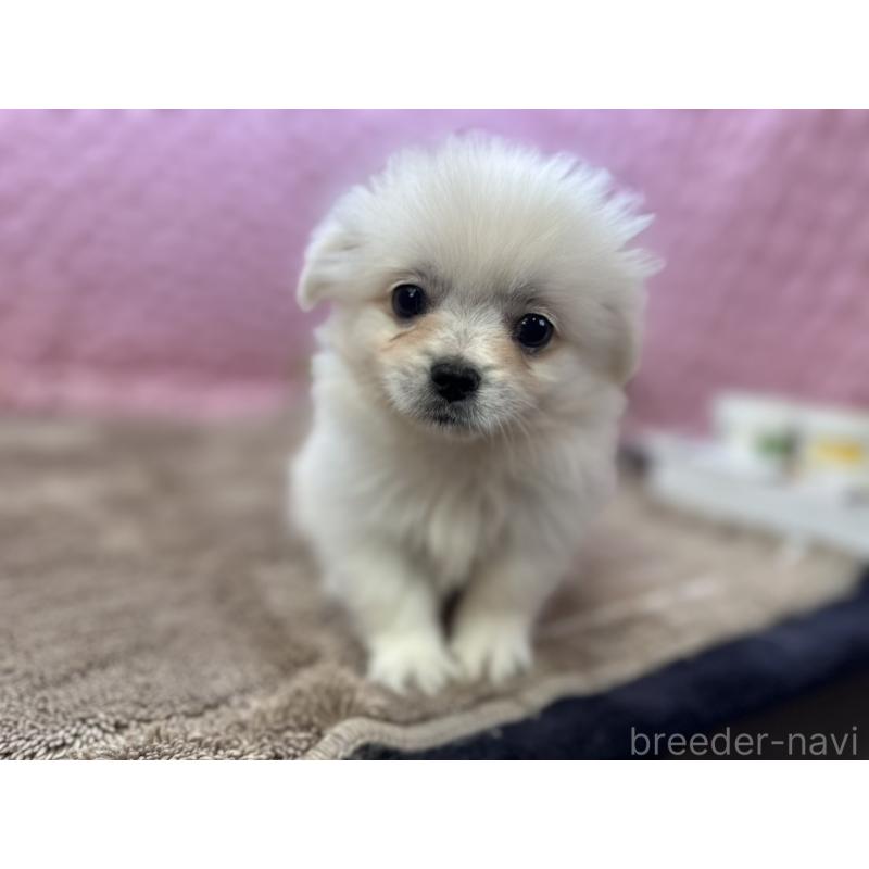 販売中の茨城県のポメラニアン-444843の6枚目