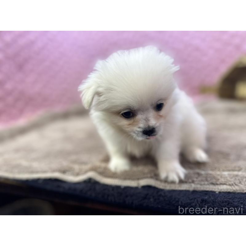 販売中の茨城県のポメラニアン-444843の5枚目