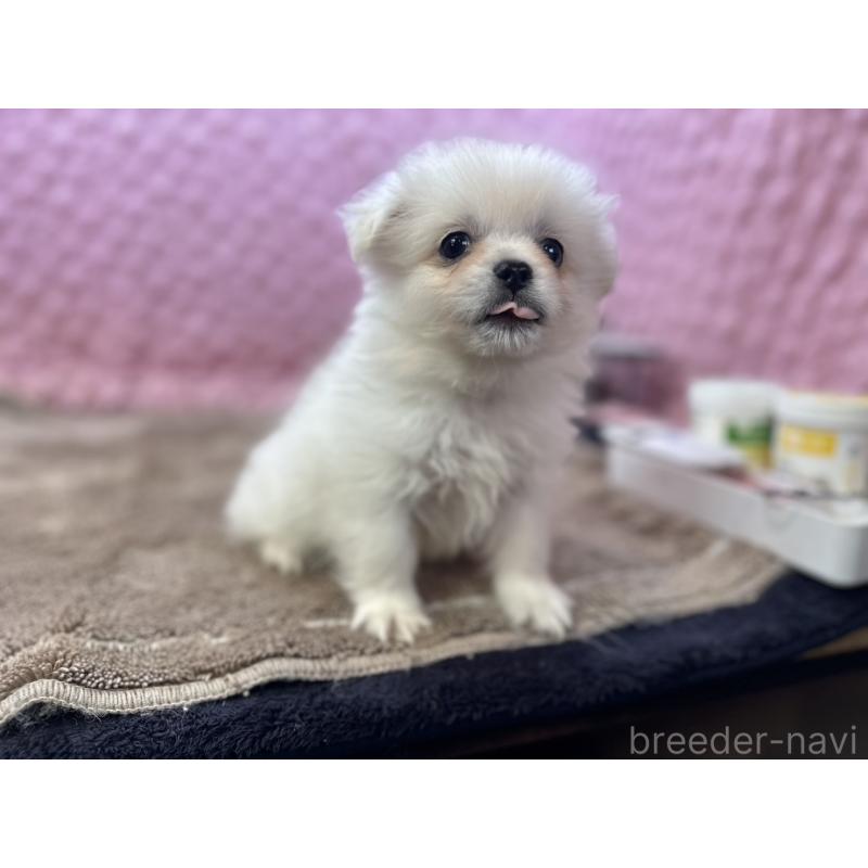 販売中の茨城県のポメラニアン-444843の4枚目