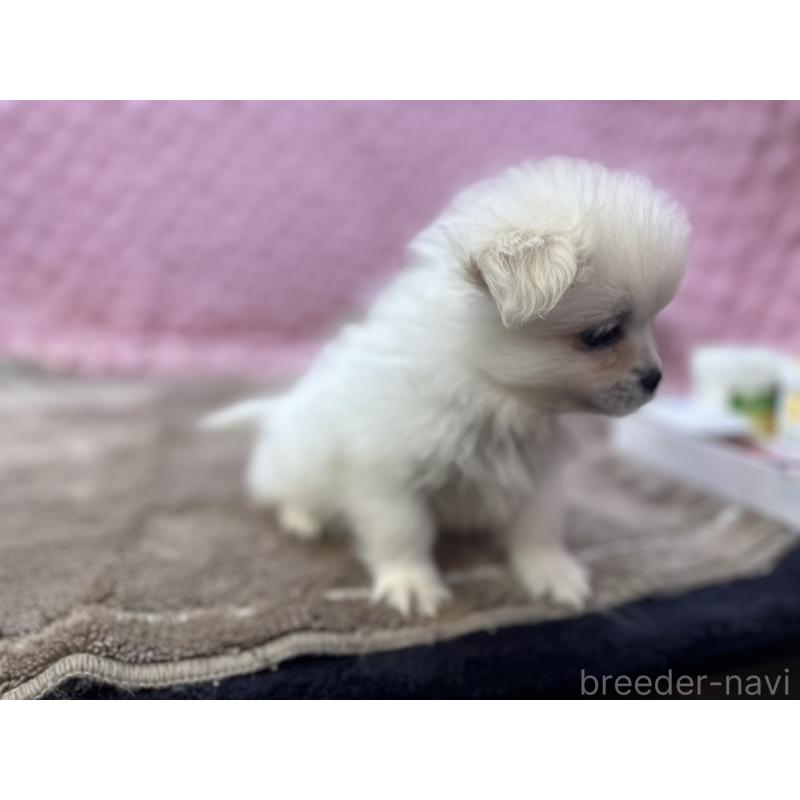 販売中の茨城県のポメラニアン-444843の3枚目