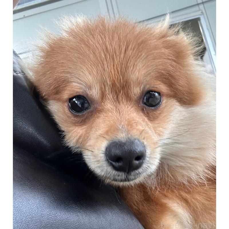 販売中の沖縄県のポメラニアン-419997の4枚目