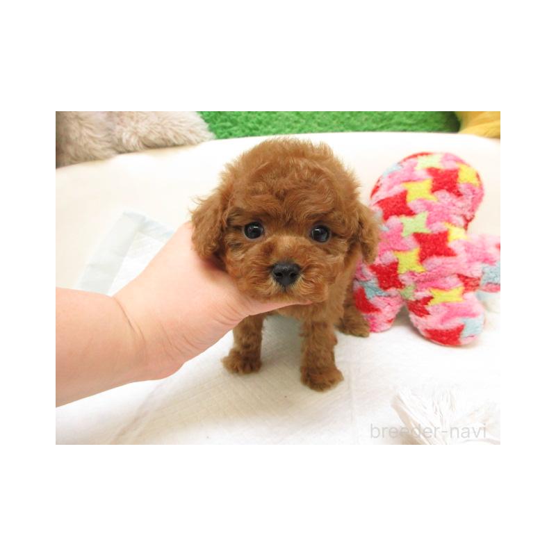 販売中の大阪府のトイプードル-444844の2枚目