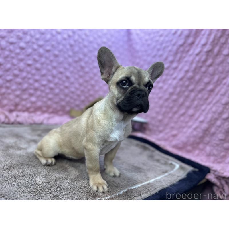 販売中の茨城県のフレンチブルドッグ-444845の14枚目