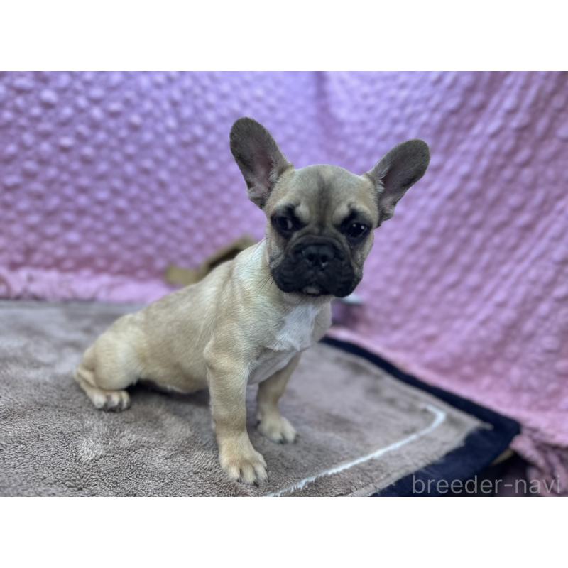 販売中の茨城県のフレンチブルドッグ-444845の13枚目