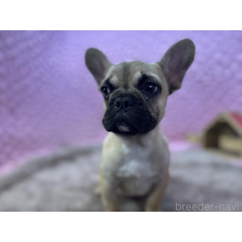 販売中の茨城県のフレンチブルドッグ-444845の12枚目