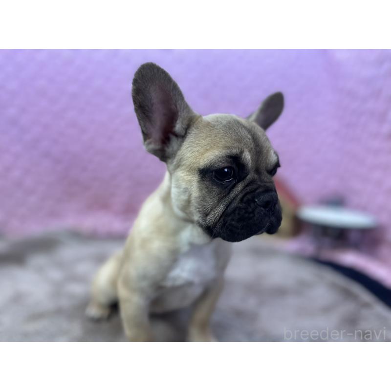 販売中の茨城県のフレンチブルドッグ-444845の11枚目