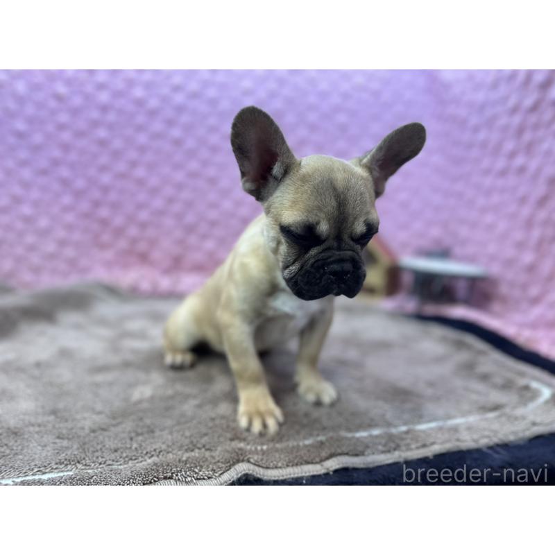 販売中の茨城県のフレンチブルドッグ-444845の10枚目
