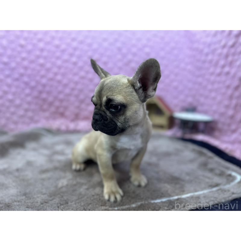 販売中の茨城県のフレンチブルドッグ-444845の9枚目